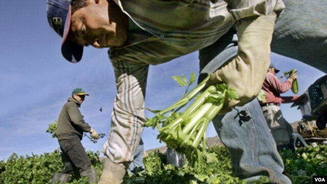 Entre los trabajadores eximidos por la ley están los jornaleros agrícolas.