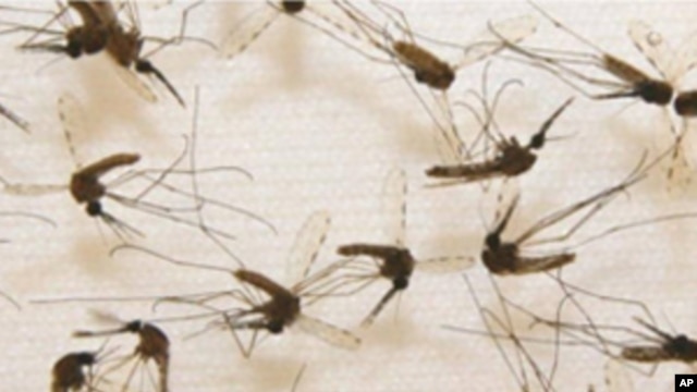 In recent field tests, households sprayed with the insecticide, bendiocarb, experienced fewer mosquito bites.