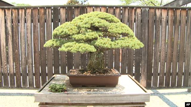 Bonsai tree in U.S. National Arboretum