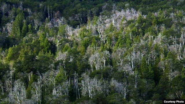  Drought triggered this forest die-off in Argentina in 2004. Photo credit: Thomas Kitzberger