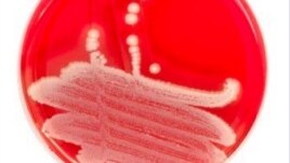 Researchers say anti-bacterial protein, PlyC could be effective antibiotic alternative