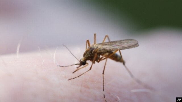 Malaria-causing mosquito