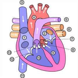 Hình vẽ minh họa tim người
