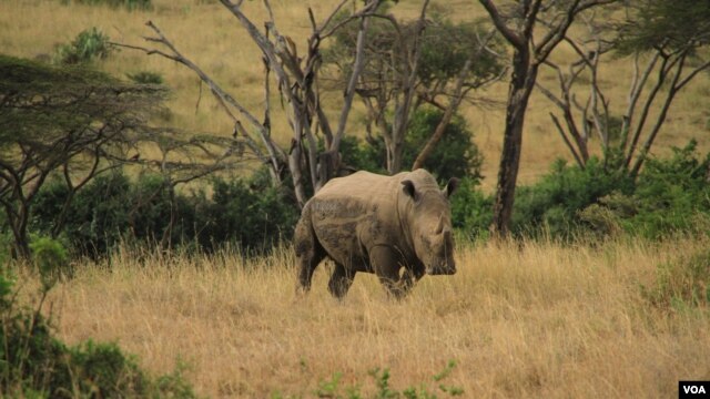A rhino in Nairobi National Park, Kenya, September 20, 2012. (J. Craig/VOA)