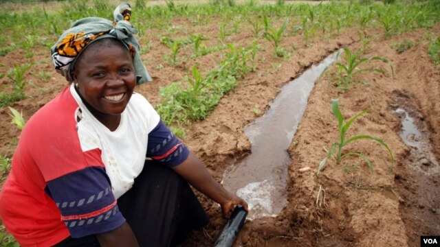 Rainwater harvesting is a small-scale irrigation technique. (SIWI)