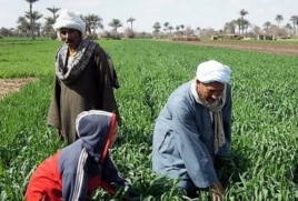 In Egypt the Nile has allowed agriculture to flourish for millenia.
