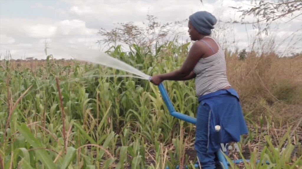 Malawi Agro-Entrepreneur Blazes New Trail for Youth - Voice of America