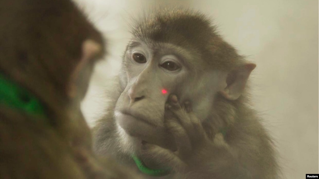 Monkeys Can Be Taught SelfRecognition, Researchers Find