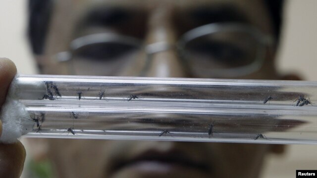 A researcher looks at mosquito specimen in a test tube as part of their analysis on the dengue disease at the Research Institute for Tropical Medicine in Muntinlupa city, south of Manila, August 17, 2011.