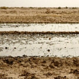 In the SRI fields, a very shallow layer of water is brought into the plot after planting, just enough to cover the soil. This helps the plants to better connect their roots with the soil