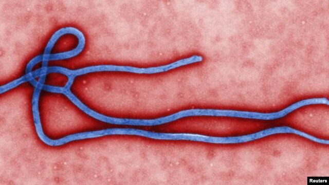 Virut Ebola (Ảnh của Trung tâm Kiểm soát và Phòng ngừa Dịch bệnh của Hoa Kỳ)