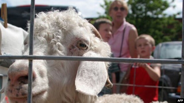 An Angora goat at a farmer's market in the state of Maine