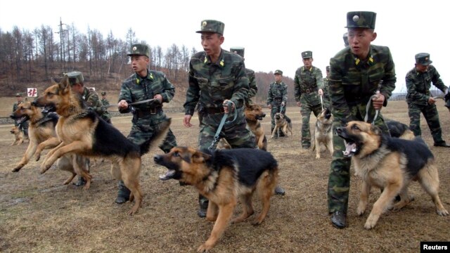 Binh sĩ Bắc Triều Tiên và chó nghiệp vụ trong cuộc tập trận tại một địa điểm bí mật. Ảnh do Thông tấn xã KCNA phát hành ngày 6/4/2013. 