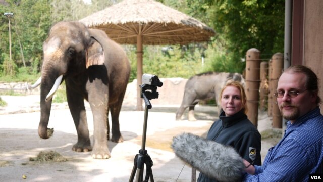Angela Stoeger and Daniel Mietchen record Koshik's vocalizations at the Everland Zoo in South Korea. (Credit: Current Biology, Stoeger et al.)