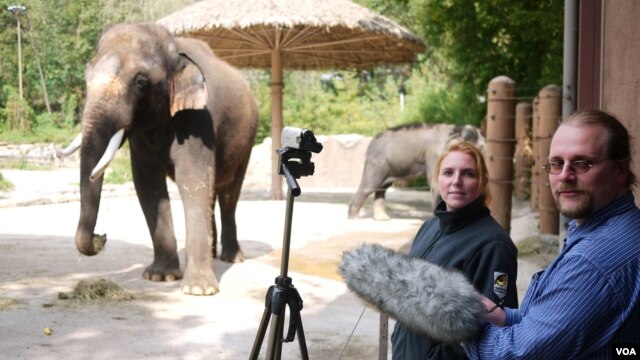 Ilmuwan Angela Stoeger dan Daniel Mietchen merekam vokalisasi gajah bernama Koshik di Kebun Binatang Everland, Korea Selatan. (Foto: Current Biology, Stoeger et al.)