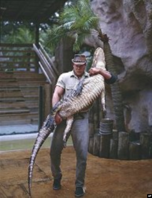 It takes a muscular man like this fellow to subdue and hold up a very unhappy alligator. (Carol M. Highsmith)