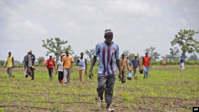 Senegalese farmers (File Photo).