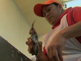 Raquel Trejo Rubio is in her fourth season as a Maryland crab picker with G.W. Hall & Son.