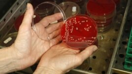 An employee displays MRSA bacteria strain - a drug-resistant 'superbug' - inside a petri dish containing agar jelly for bacterial culture in a microbiological laboratory in Berlin, March 1, 2008.