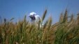 A farmer checks his wheat crop on the outskirts of Lahore. (File) 