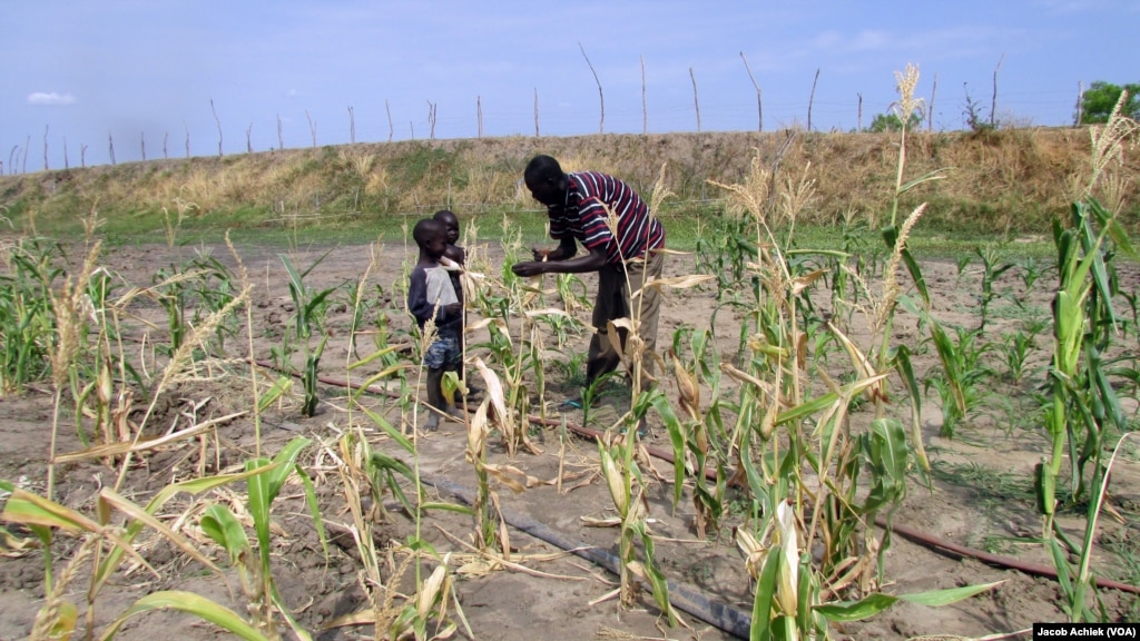 South Sudan Farmer's Bumper Crop With Nowhere to Go