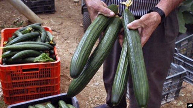 A farm worker holds cucumbers in a greenhouse in Algarrobo, near Malaga, southern Spain, May 31, 2011