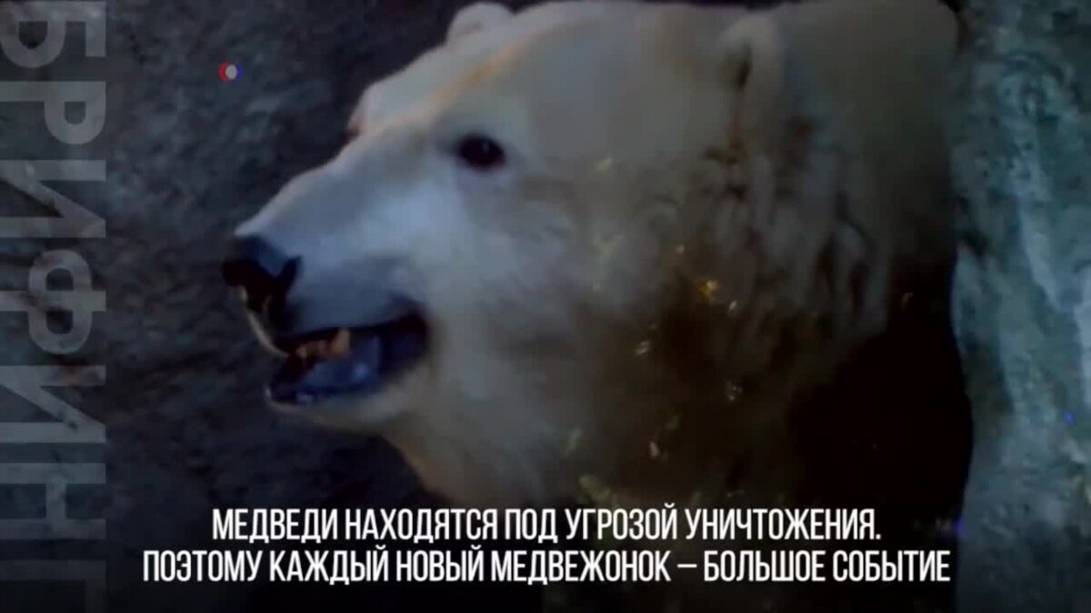К чему снится беременная медведица 577 К чему снится беременная медведица 1182