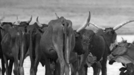 Animal-borne diseases are a growing threat. (ILRI)