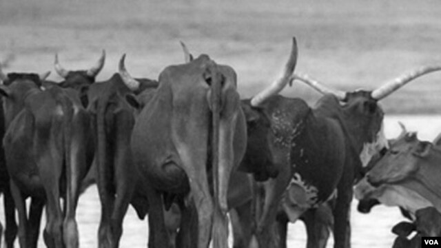 Animal-borne diseases are a growing threat. (ILRI)