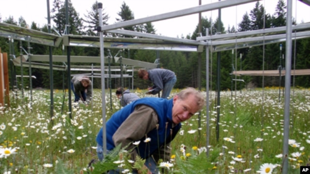 University of Oregon professor Bart Johnson counts plants at a research plot near Rainier, Washington.