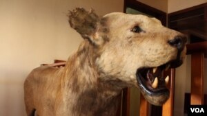 It has been decades since lions like this one were actively hunted in Uganda, but now their numbers are being devastated by snares meant for antelope, Nov. 8, 2013. (Hilary Heuler for VOA News)