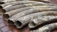 Some of the 19 elephant tusks seized by Kenyan Wildlife Service rangers in Nairobi,  March 31, 2013. (KWS)