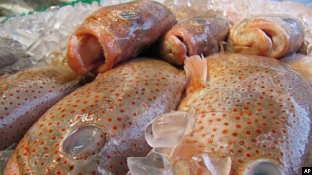 The oil spill in the Gulf could lead to more seafood imports.