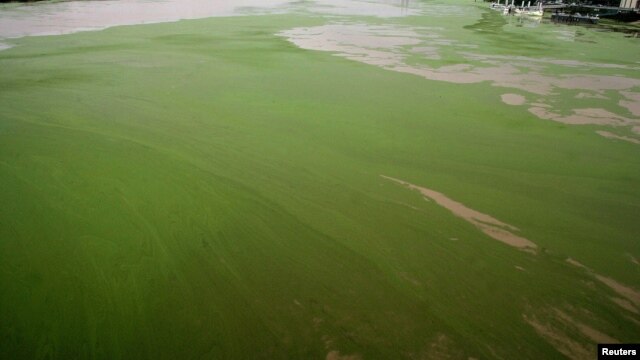 Duckweed floats on the surface of River Garonne, Bordeaux, southwestern France, Sept. 13, 2005.