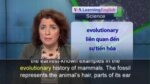 Phát âm chuẩn - Anh ngữ đặc biệt: Oldest Mammal Fossil (VOA)