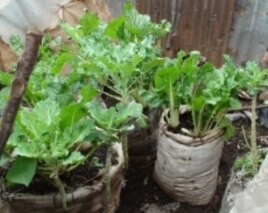Women farmers in Kenya grow nutritious vegetables just outside their doorsteps. What they don't eat, they sell, using the profits to pay for their children's schooling.