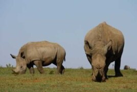 Mander wants to see African rhinos where they belong: out in the wild, free from human threat