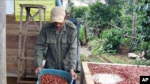 Coffee beans-ຜົນຜະລິດໝາກກາເຟທີ່ແຂວງຈໍາປາສັກ