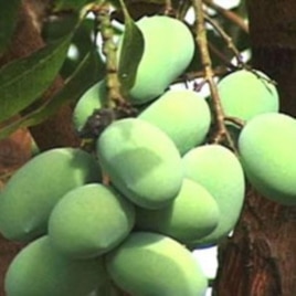 Mangoes hanging from a tree in Pakistan