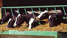 The U.S. Department of Agriculture announced in Copenhagen in 2012 that U.S. dairy farmers would reduce climate changing emissions by 25 percent by 2020. Agriculture is responsible for 14 percent of global greenhouse emissions, 8 percent in the United States. (FILE PHOTO)