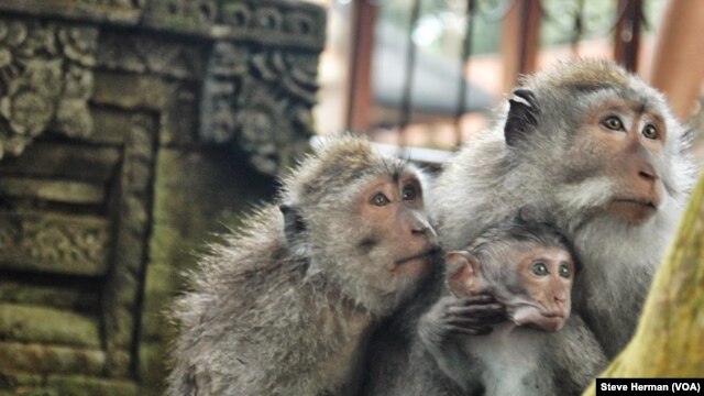 A family of long-tailed macaques at the Sacred Monkey Forest Sanctuary in Ubud, Bali, Indonesia.