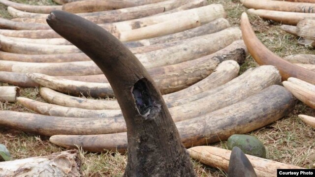 Việc mua bán sừng tê giác bị cấm toàn cầu từ năm 1977.