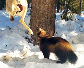 A remote camera photo of a wolverine attracted by a lure set up by biologists in the Okanogan National Forest.