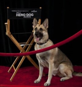 One of Rin Tin Tin's descendants serves as an ambassador for the American Humane Association's Hero Dog Awards, which honor dogs that help people in need.