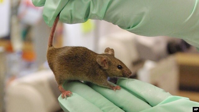A protein found in young mice, which is also found in humans, resulted in the formation of new blood vessels and improved blood flow in older mice.