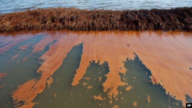 Oil from the BP Deepwater Horizon oil spill coats marsh wetlands in Bay Jimmy near Port Sulphur, Louisiana, 11 Jun 2010 (file photo).