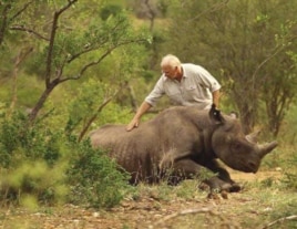 Dr. Flamand assists with the release of a black rhino on land in KwaZulu-Natal, South Africa