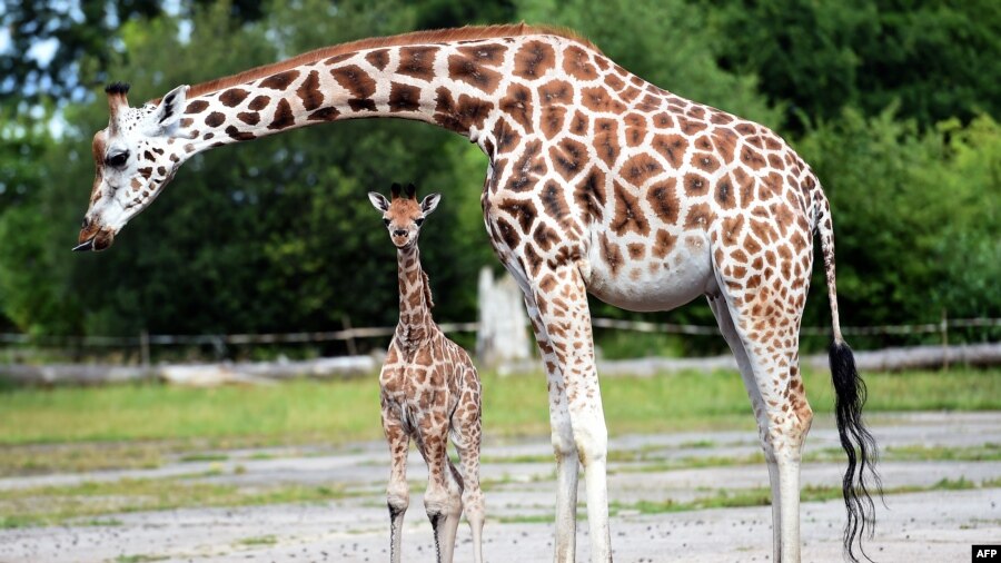 Chester Zoo's newest baby giraffe Kidepo steps out for the first time with his mother Orla as the zoo shows off the three calfs born at the zoo within eight months at Chester Zoo in Chester, north west England.