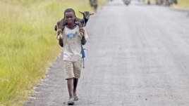 A boy carries a goat along a road near the town of Sake, about 27 kilometers west of Goma, DRC, November 27, 2012.