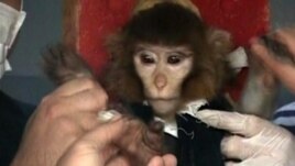 In this undated image taken from AP Television, scientists in Iran surround a monkey ahead of a space launch.